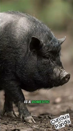 The Vietnamese Pot-Bellied Pig: The Smartest Pig