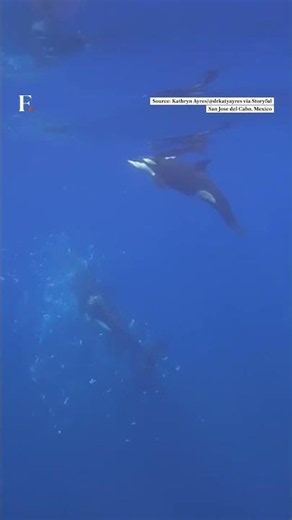 Orca Rams Sunfish, Smashes It To Bits | Firstpost News | N18G
