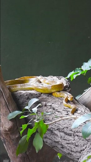 Serpentine Gold: The Untold Story of Rat Snakes