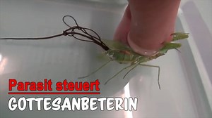 Es sieht aus wie Science-Fiction 👽, doch es ist bittere Realität. Die Gottesanbeterin, die Du in diesem Video siehst, ist bereits tot. ❌ Aber warum sieht es so aus, als wenn sie leben würde? 🤔 Das Insekt wird gesteuert wie eine Puppe - von einem Parasiten! Der Parasit hat jegliche Stoffwechsel- und Nervenvorgänge unter seiner Kontrolle und macht mit der Gottesanbeterin genau das, was er will. Erst als die Gottesanbeterin mit Wasser 🌊in Kontakt kommt, kriecht der Wurm aus seinem Wirt, da er di