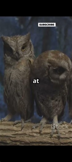 🐾 5 Wild Facts About Animals 🦁 #factrocityshorts #facts #funfacts