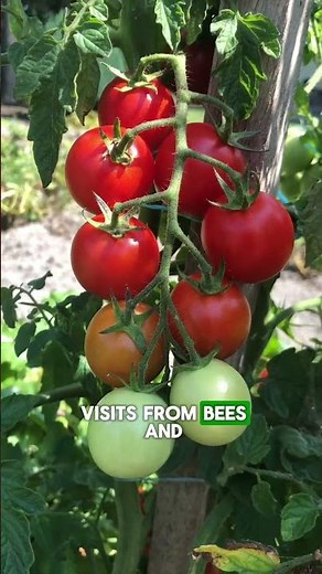 The Best Plants to Grow Together for a Faster Harvest