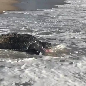 21K views · 423 reactions | A leatherback sea turtle returns to the...