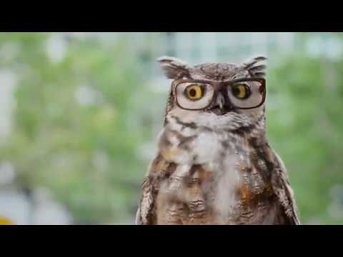 America's Best Commercial: Lady Talking To Owl | Best Eyeglasses TV Commercial || eureka yess
