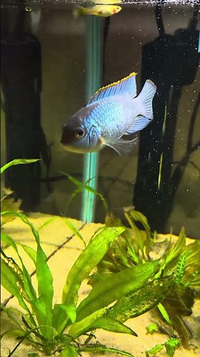 My electric blue acara