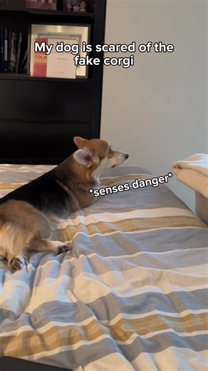 Corgi warns a stuffed animal to back off — she doesn't want another canine sibling (video)