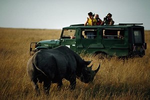 Where to see rhinos on safari in Africa in 2022 - Lonely Planet