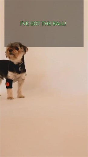 Dogs Go Wild Playing Fetch! | I've Got The Ball!