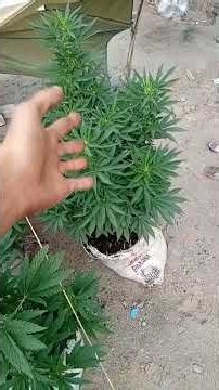 To defoliate or not? The truth about what I never said 🌿 My cultivation method explained without ...