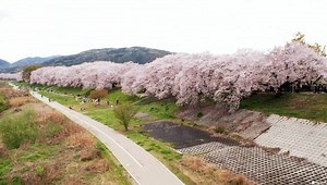 【京都】 春季賞櫻野餐的最佳地點！淀川河川公園「背割堤」介紹 - MATCHA