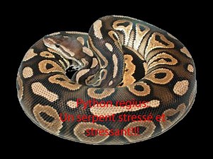 Le Python regius : Un serpent stressé et stressant !!