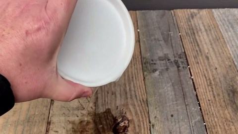 Holiday cactus care tips: Find the right water, light & humidity