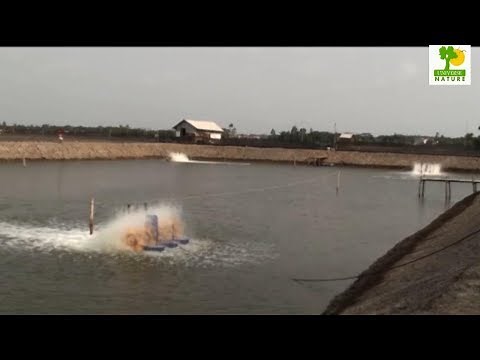 Starting a Business - How to Start a Business of Super Intensive Shrimp Farming and Shrimp Fish Farm