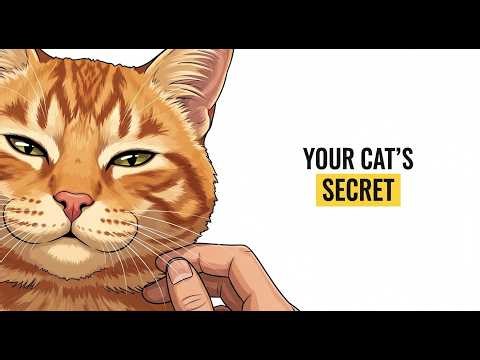 If Your Cat Slow Blinks at You, They Are Trying to Tell You This