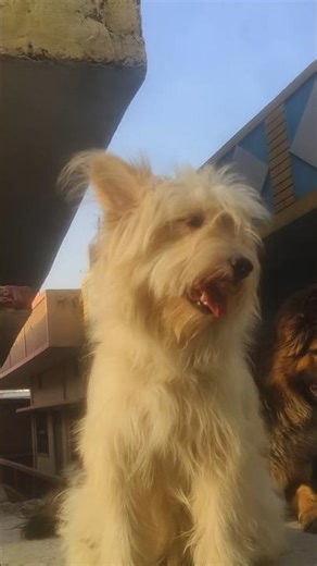 my new dog lhasa apso #dogs