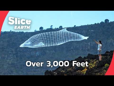 Scientists Finally Revealed How Deep Whales Dive | Part 1 | SLICE EARTH