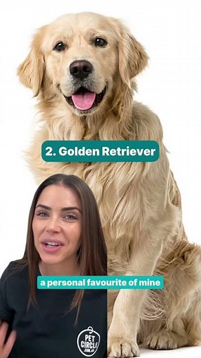 Best Dog Breeds for Families: A Vet’s Top Picks
