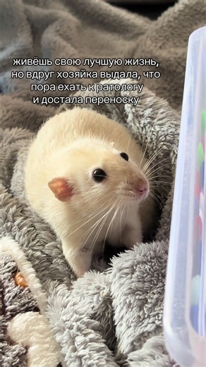 Caring for Pet Rats: Improving Their Lives