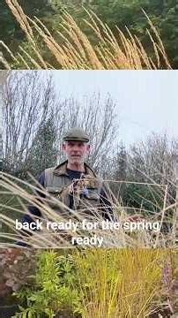 🌾 Ornamental Grasses Are Waking Up! Here’s the Perfect Time to Cut Them Back
