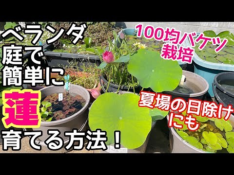 100均バケツでベランダ、庭で簡単に蓮（ハス）を育てる方法！夏の日除けに最適！植え替えも簡単 メダカ睡蓮ビオトープ