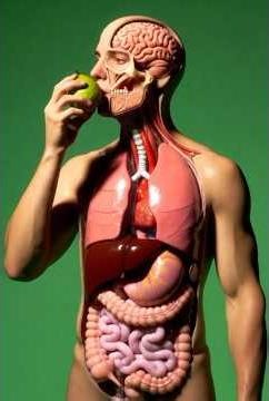 “What Happens After Eating Guava? 😳🍈”