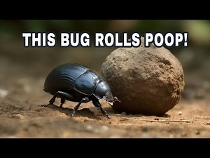 Why Dung Beetles Roll Poop - Insect Biology - Science For Kids - Nature Facts - Soil Health