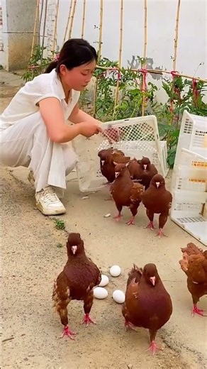 #Feeding non-flying pigeons in rural areas #Large-bodied pigeons with ingot-shaped rings #Snowflake