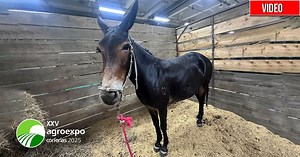 Ella es Milagros, la mejor mula de Colombia que vale 400 millones ¿Quién es su dueño? Nacida en tierras antioqueñas se ha ganado 7 campeonatos de paso fino y es una de los animales que más se ha robado las miradas en esta versión 25 de Agroexpo #Las2orillas | Las2orillas