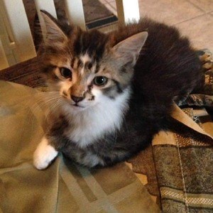 lil_bunny_7 - Twitch