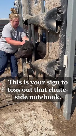 With Performance Beef, all records are digital and information is collected in real time. #PerformanceBeef #CattleData #CattleHealth #CattleChute #AgTech