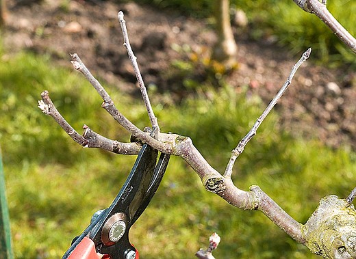 Taille pommier : conseils pour une récolte abondante et réussie