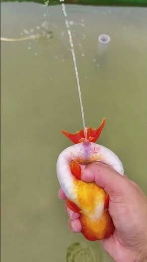 Sick goldfish! The fluid in the abdominal cavity cannot be squeezed out completely! #goldfish #koi