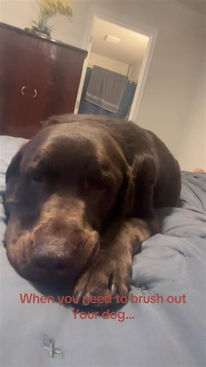 #chocolate #dog #labrador #rap #music