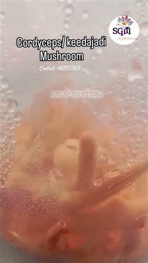 Cordyceps/ keedajadi mushroom farming/ himalayan mushroom/ exotic mushroom cultivation
