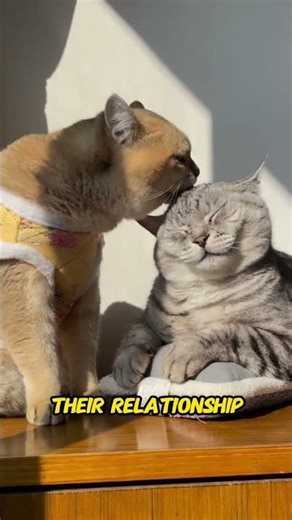 Why Cats Fight Then Groom | The Surprising Behavior of Cats