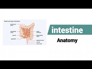 What is the anatomy of the intestine ? Small & Large Intestine ।। intestine anatomy and physiology