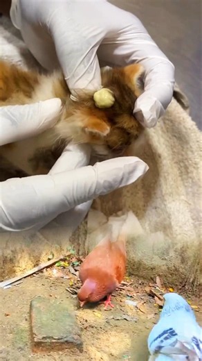 Cat Head Cleaning | Vet Carefully Removes Dirt and Debris 🐱