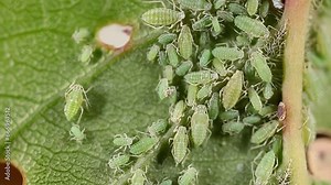 Aphid close-up on a green leaf. Insect-eating pests damage the leaves of the plant. Spoiled harvest, treatment with insecticides.