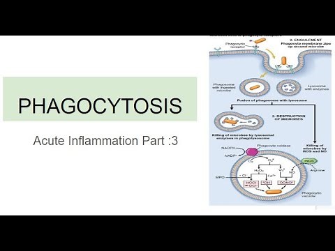 Phagocytosis: Acute Inflammation Part 3