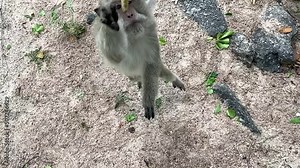 Monkey jump and grab peanut from person’s hand top view outdoor nature slow motion. Person feeding hungry monkey hand touching food. Long tail monkey look up jump and reach - day Stock Video