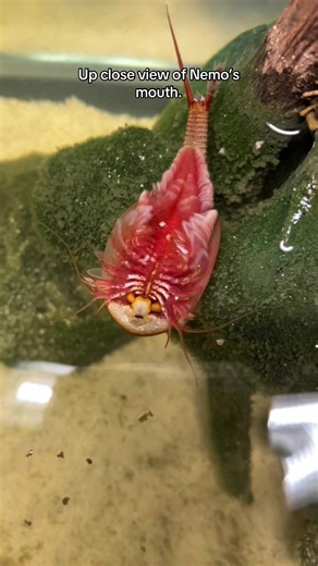 Discovering the Unique Triops and Tadpole Shrimp