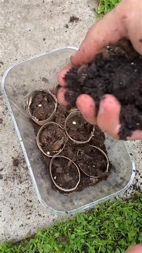 reuse old paper towel rolls in the garden instead of throwing them away #fypシ #viral #reels #Love #planttok #usa #plantdad #howto #pla #trending | Woods Bound Outdoors