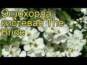 Экзохорда кистевая Зе Брайд. Краткий обзор, описание характеристик exochorda The Bride