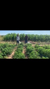 Applying calcium nitrate early in the morning to prevent flower dropping and blossom endrot.Also calcium nitrate increases futi quality.Have a blessed Sunday | Murimisi wevanhu CommanderZim