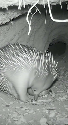 Predator Breaks Into Hedgehogs’ Burrow Tense Wildlife Encounter