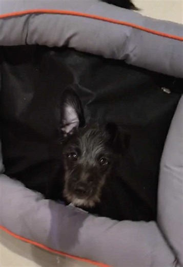 Understanding the Placebo Effect in Pets