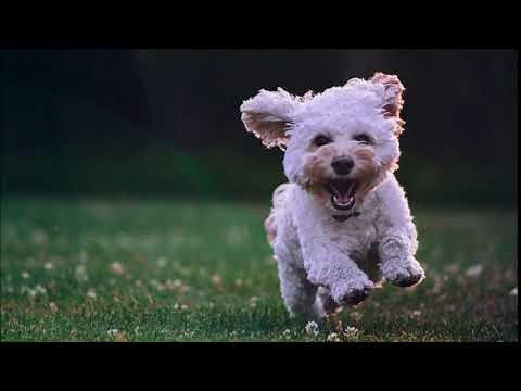 Dog Barking Short Sound Effect | Free Sound Clips | Animal Sounds