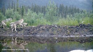 Trail Cam: Alaskan wolf family