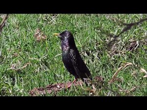 Common Starling singing