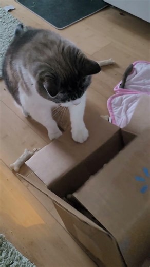 Good Friends Help You Move, A Best Friend Helps You Move A Dead Body #jokes #jokinghazard #cat #cute